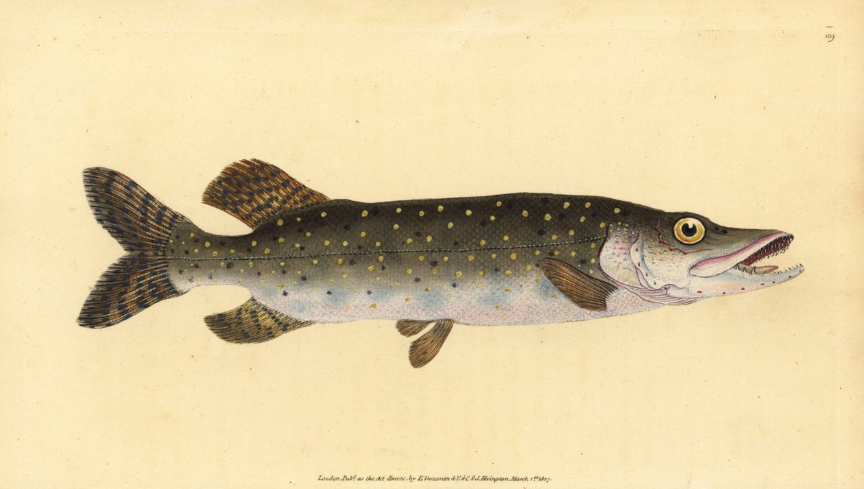 Brochet, Esox lucius - Edward Donovan
