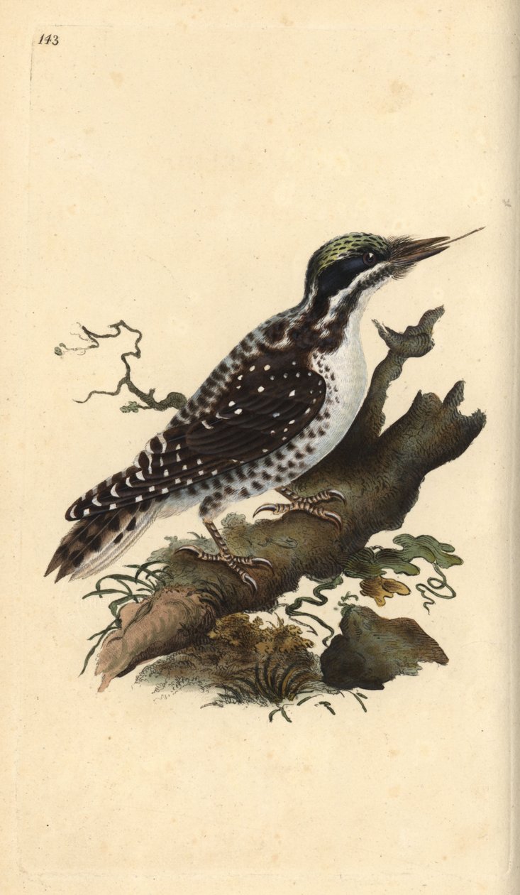 Pic tridactyle. Picoides tridactylus. Gravure à la main en cuivre dessinée et gravée par Edward Donovan de son propre "Histoire naturelle des oiseaux britanniques," Londres - Edward Donovan