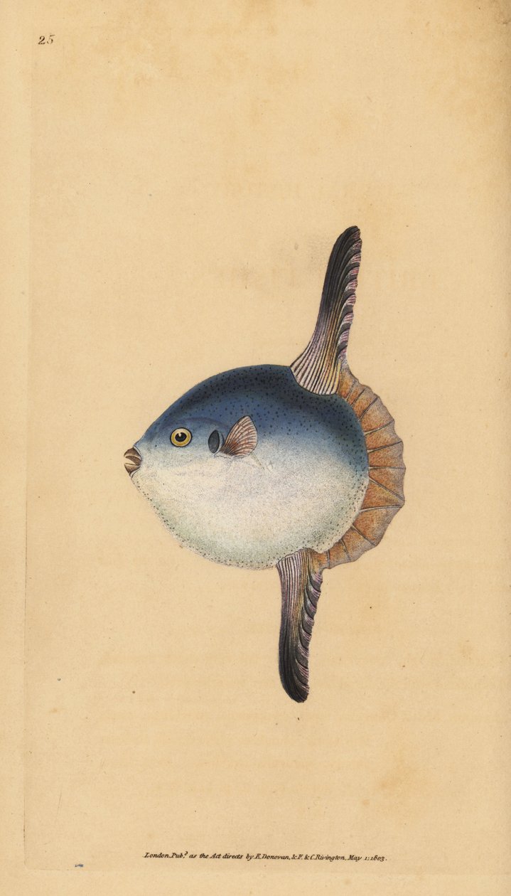 Poisson-lune, Mola mola. Vulnérable. (Poisson soleil, Tetrodon mola). Gravure à la main en cuivre dessinée et gravée par Edward Donovan de son Histoire naturelle des poissons britanniques, Donovan et F.C. et J. Rivington, Londres - Edward Donovan