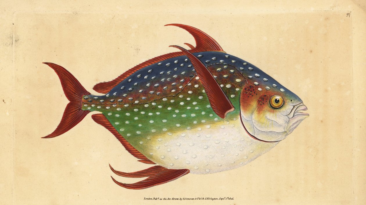Opah ou poisson roi, Lampris guttatus. Gravure à la main par Edward Donovan de son Histoire naturelle des poissons britanniques - Edward Donovan