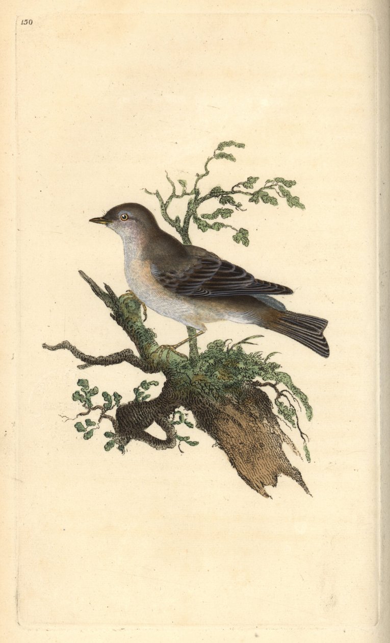 Fauvette orphée, Sylvia hydrtensis, ou fauvette à tête noire. Gravure à la main en cuivre dessinée et gravée par Edward Donovan de son propre "Histoire naturelle des oiseaux britanniques," Londres - Edward Donovan