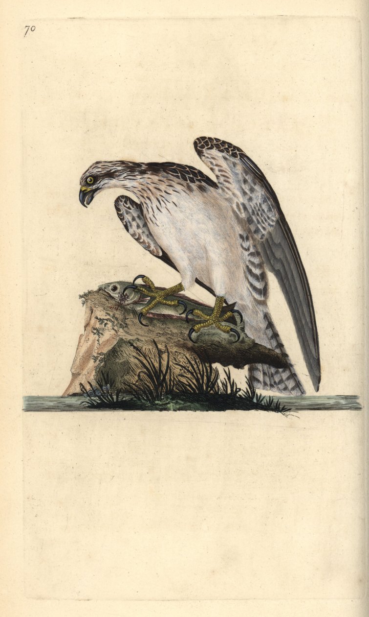 Balbuzard pêcheur, Pandion haliaetus, debout sur un poisson attrapé. Gravure à la main en cuivre dessinée et gravée par Edward Donovan de son propre Histoire naturelle des oiseaux britanniques, Londres - Edward Donovan