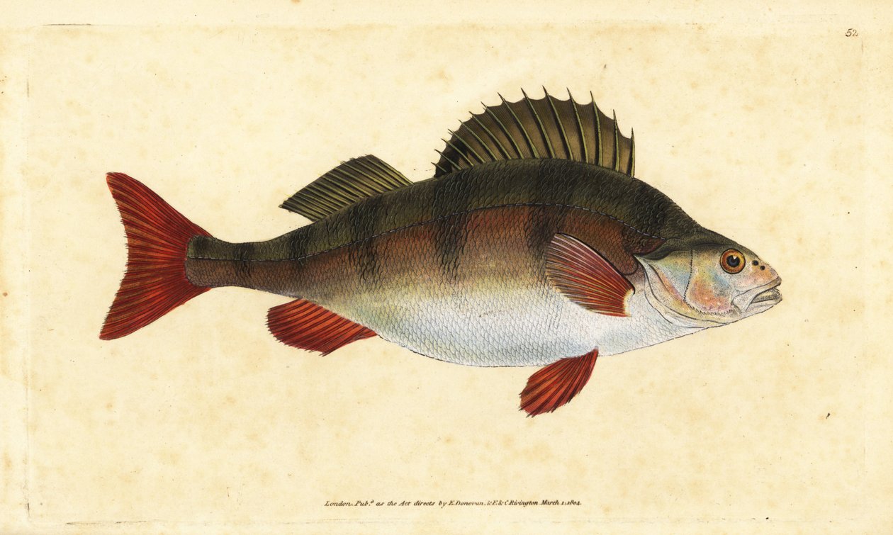 Perche, Perca fluviatilis. Gravure à la main par Edward Donovan de son "Histoire naturelle des poissons britanniques" - Edward Donovan