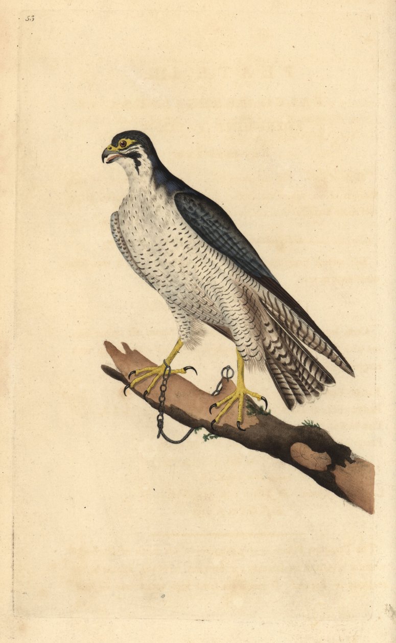 Faucon pèlerin, Falco peregrinus, enchaîné à une branche. Gravure à la main en cuivre dessinée et gravée par Edward Donovan de son propre "Histoire naturelle des oiseaux britanniques," Londres - Edward Donovan
