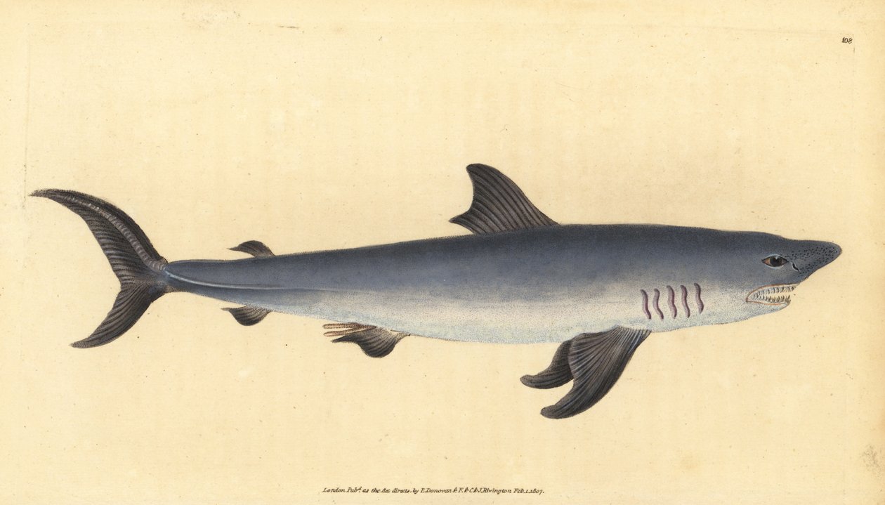 Requin-taupe commun, Lamna nasus. Vulnérable. Gravure à la main en cuivre dessinée et gravée par Edward Donovan de son Histoire naturelle des poissons britanniques, Donovan et F.C. et J. Rivington, Londres - Edward Donovan
