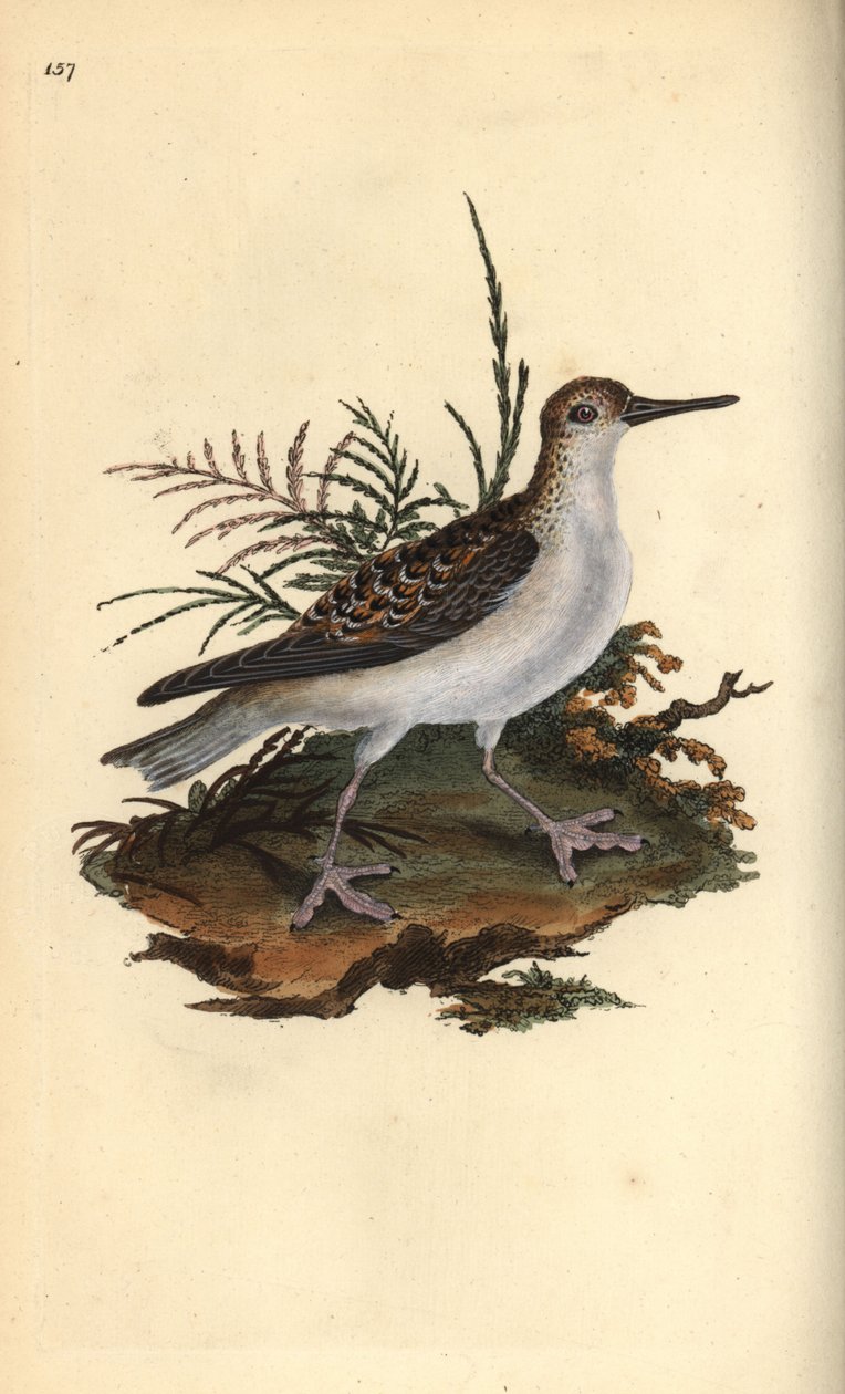 Phalarope à bec large, Phalaropus fulicarius. Gravure à la main en cuivre dessinée et gravée par Edward Donovan de son propre « Histoire naturelle des oiseaux britanniques », Londres - Edward Donovan