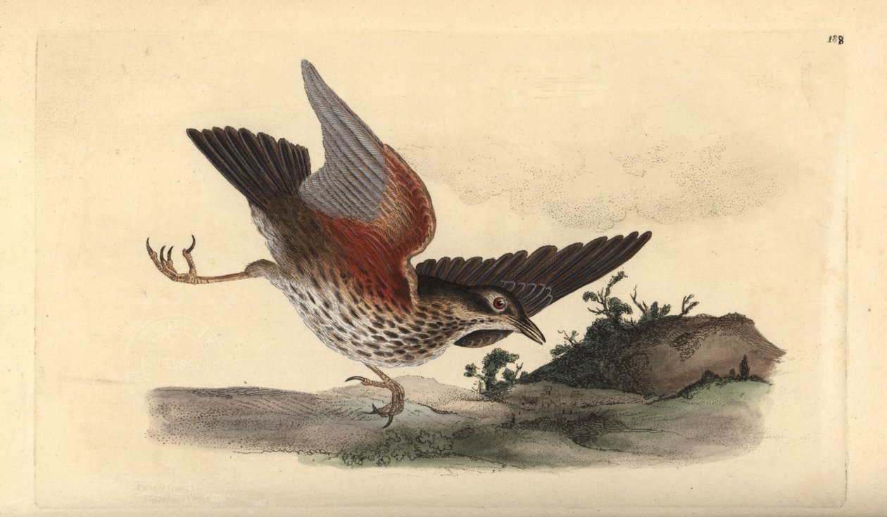 Grive mauvis, Turdus iliacus - Edward Donovan