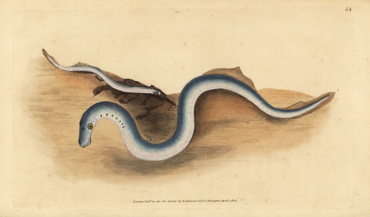 Lamproie de rivière, Lampetra fluviatilis. Gravure à la main par Edward ...