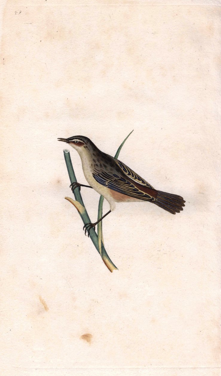 Phragmite des joncs, Acrocephalus schoenobaenus - Edward Donovan