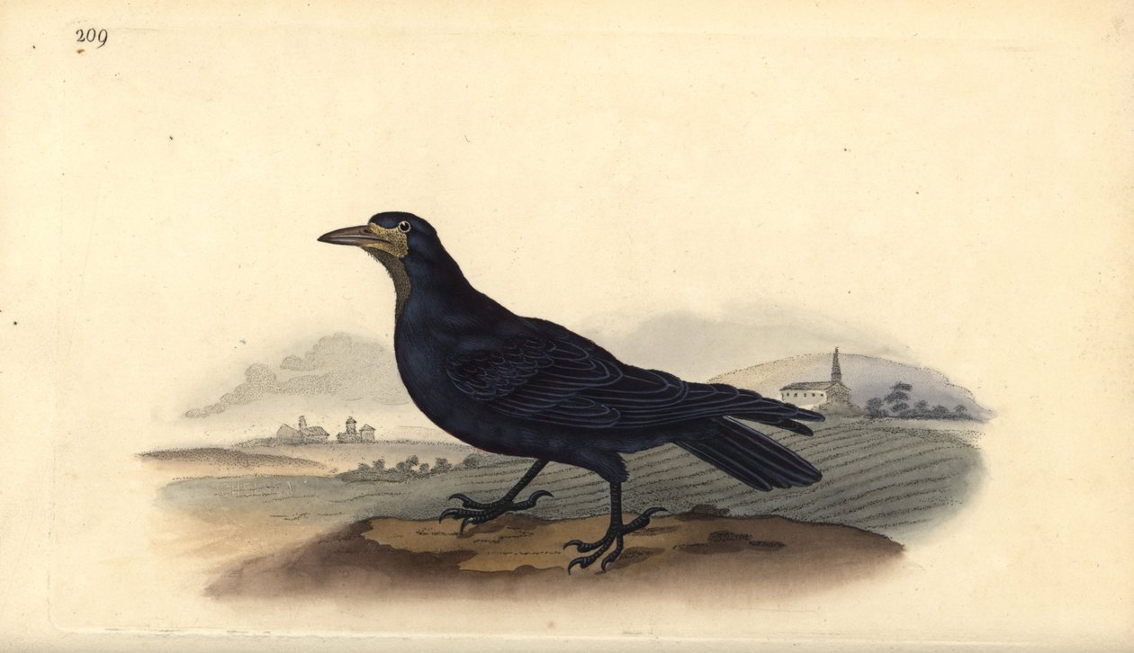 Corbeau freux, Corvus frugilegus - Edward Donovan