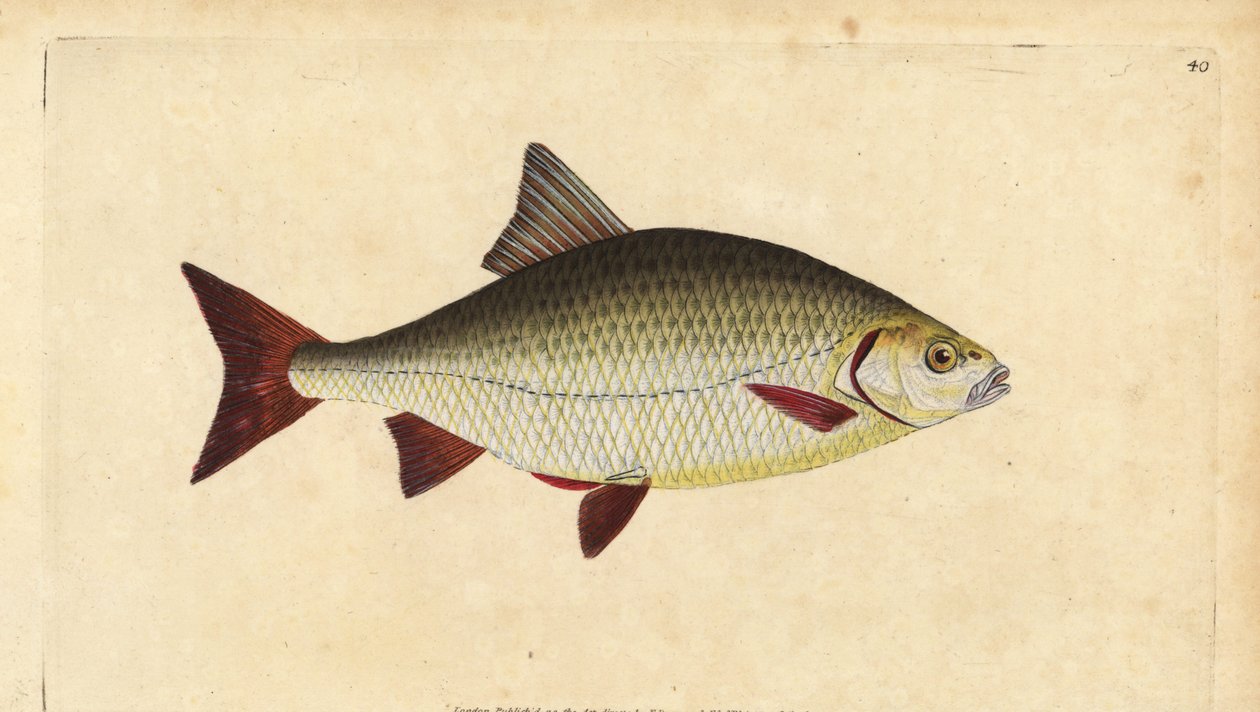 Rudd, Scardinius erythrophthalmus (Oeil rouge, Cyprinus erythrophthalmus). Gravure à la main en cuivre dessinée et gravée par Edward Donovan de son Histoire naturelle des poissons britanniques, Donovan et F.C. et J. Rivington, Londres - Edward Donovan