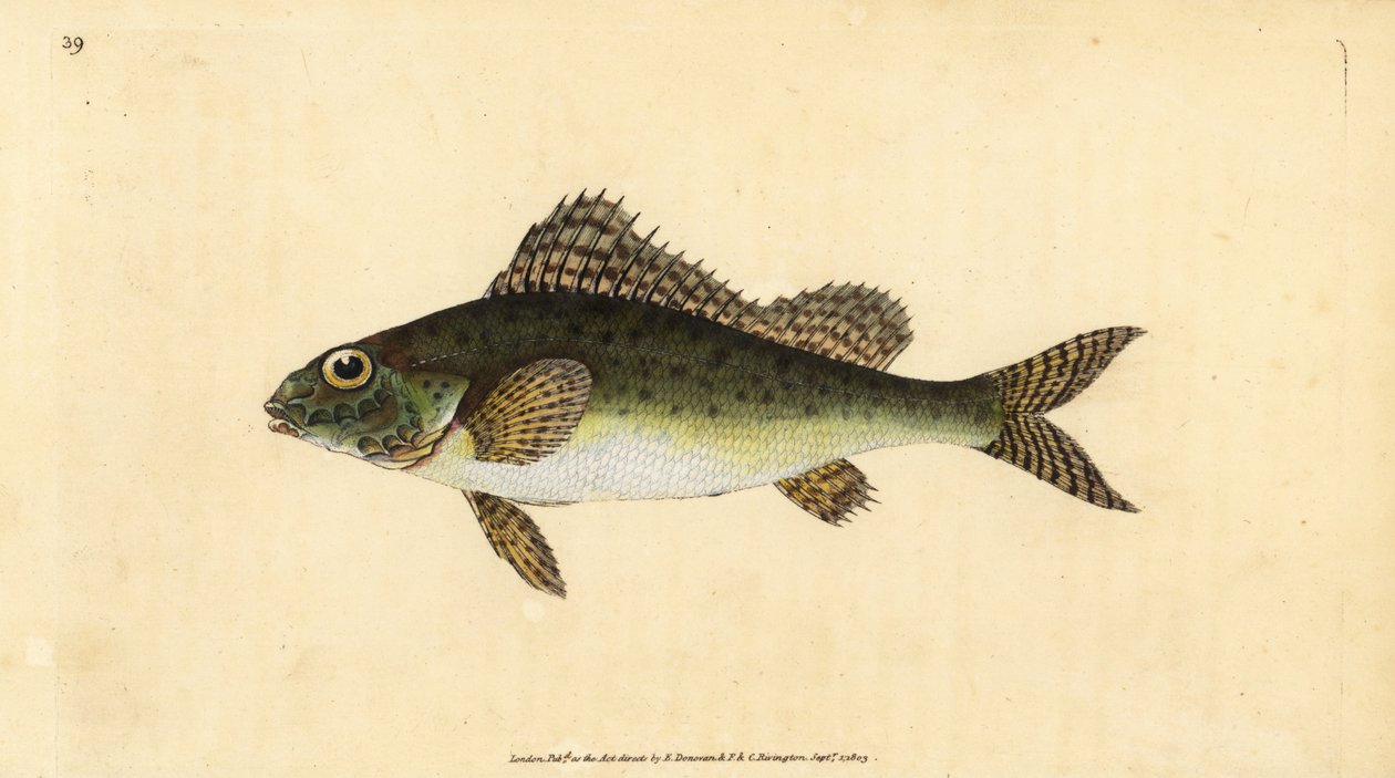 Grémille, Gymnocephalus cernua - Edward Donovan