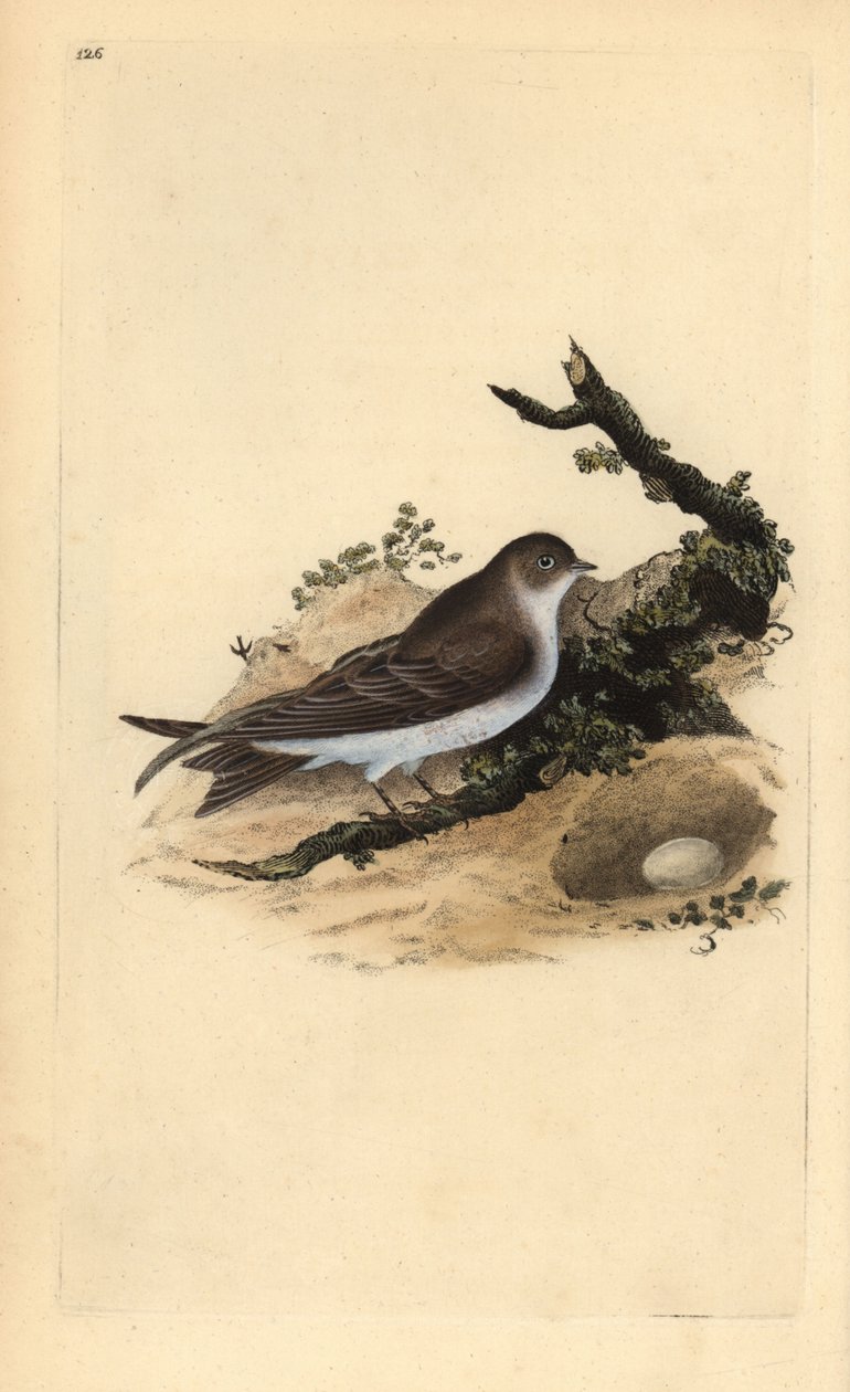 Hirondelle de rivage, Riparia riparia, avec nid et œuf. Gravure à la main en cuivre dessinée et gravée par Edward Donovan de son propre « Histoire naturelle des oiseaux britanniques » (1794-1819). Edward Donovan (1768-1837) était un zoologiste amateur angl - Edward Donovan