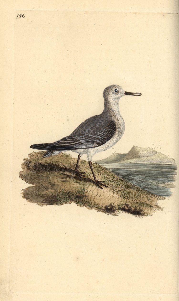 Bécasseau sanderling, Calidris alba. Gravure à la main en cuivre dessinée et gravée par Edward Donovan de son propre "Histoire naturelle des oiseaux britanniques," Londres - Edward Donovan