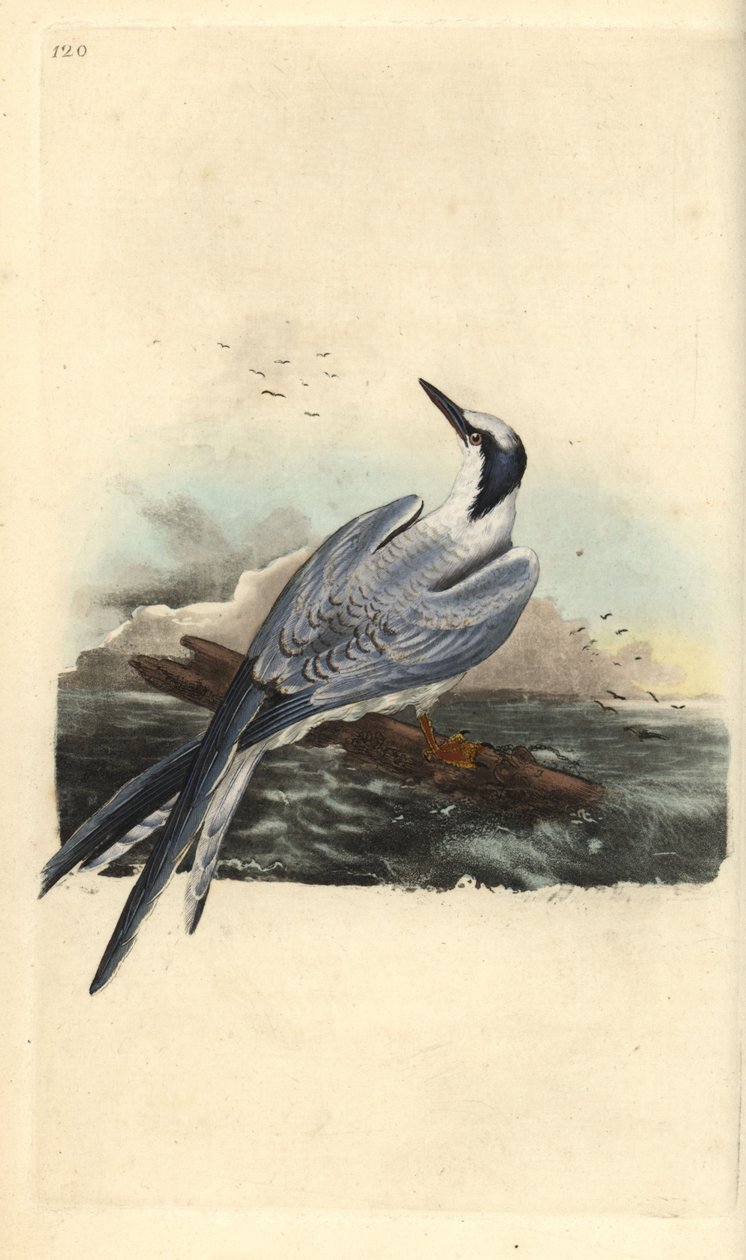 Sterne pierregarin, Thalasseus sandvicensis. Gravure à la main en cuivre dessinée et gravée par Edward Donovan de son propre « Histoire naturelle des oiseaux britanniques », Londres - Edward Donovan