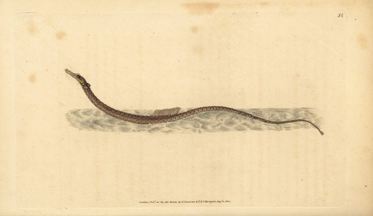 Poisson-pipe de Sargasse. Gravure à la main par Edward Donovan de son Histoire naturelle des poissons britanniques - Edward Donovan