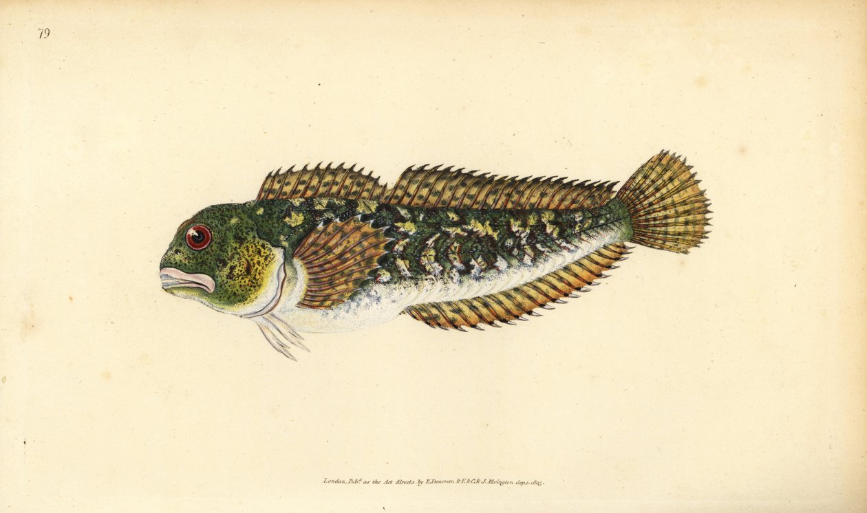 Blennie fluviatile, Lipophrys pholis - Edward Donovan