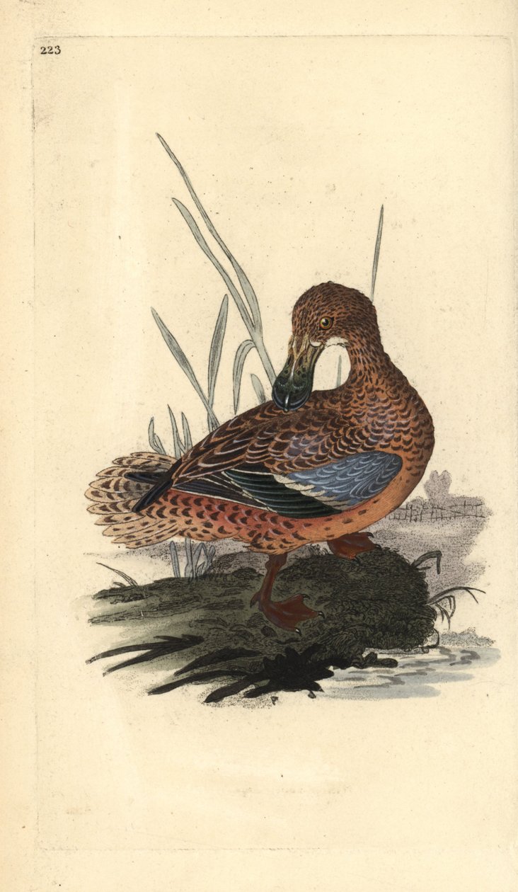 Canard souchet (femelle), Anas clypeata - Edward Donovan
