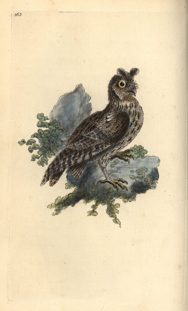 Petite chouette à oreilles ou chouette eurasienne, Strix pulchella (Scops owl, Otus scops?) - Edward Donovan