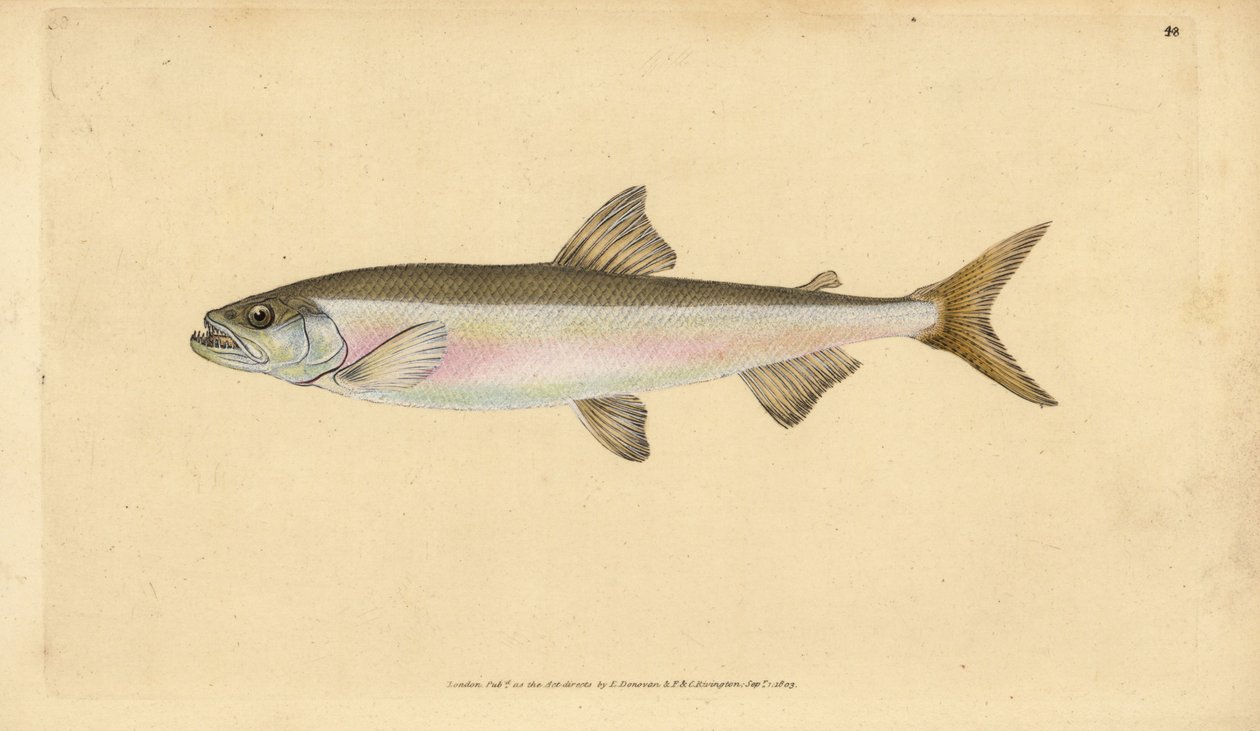 Éperlan, Osmerus eperlanus (Salmo eperlanus) - Edward Donovan