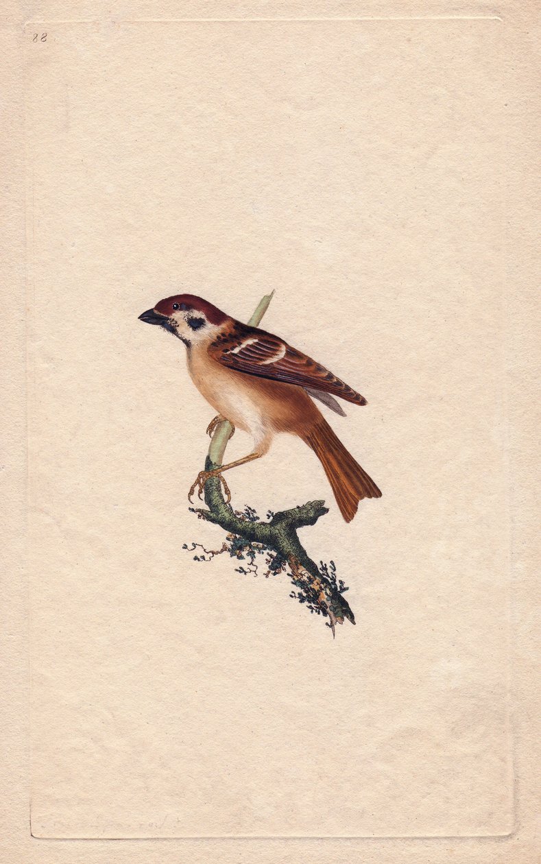 Moineau. Pass montanus. Gravure en cuivre par Edward Donovan (1768-1837), publiée dans Histoire naturelle des oiseaux britanniques, Londres - Edward Donovan