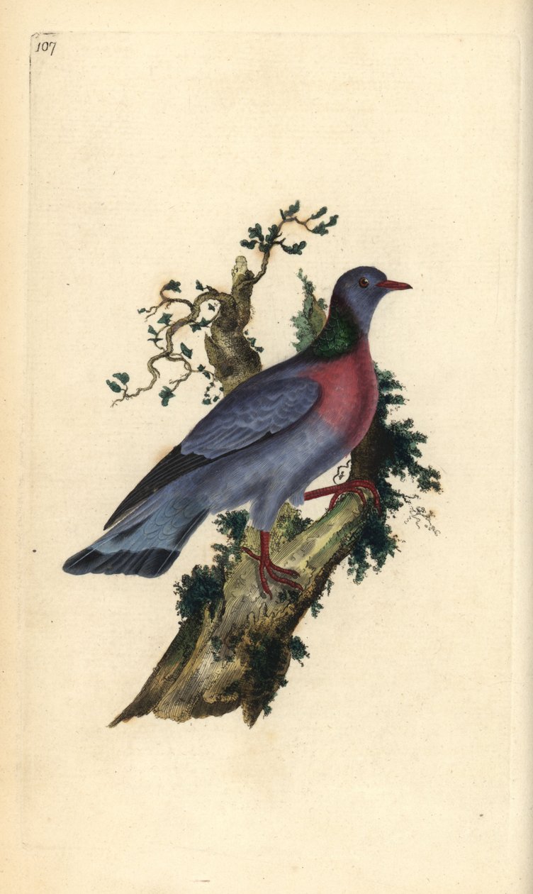 Pigeon colombin, Columba oenas - Edward Donovan