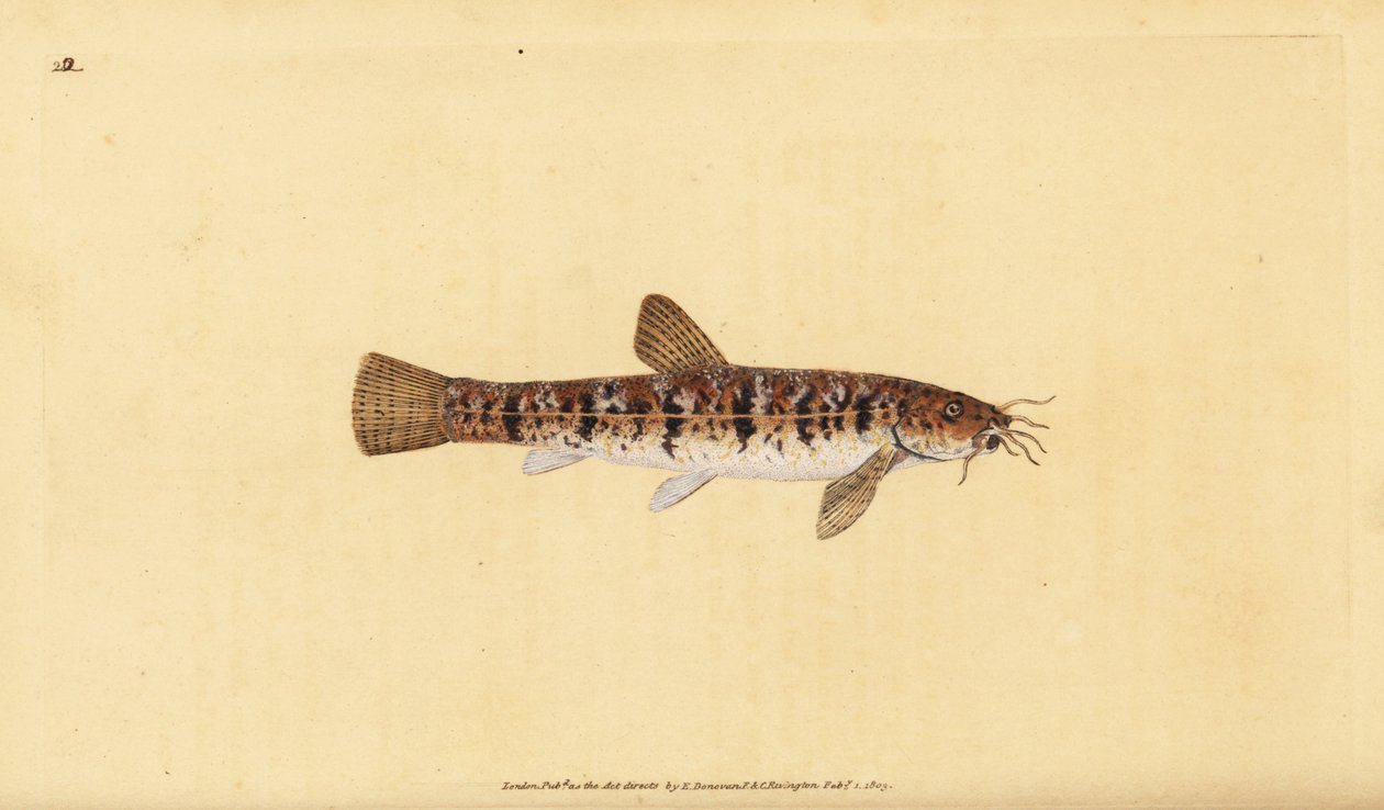 Loche de pierre, Barbatula barbatula (Loche barbue, Cobitis barbatula). Gravure à la main en cuivre dessinée et gravée par Edward Donovan de son Histoire naturelle des poissons britanniques, Donovan et F.C. et J. Rivington, Londres - Edward Donovan