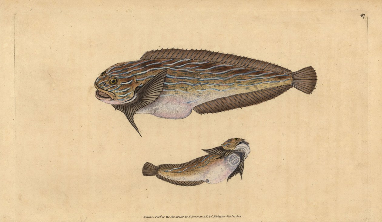 Liparis rayé, Liparis liparis liparis. Gravure à la main en cuivre dessinée et gravée par Edward Donovan de son Histoire naturelle des poissons britanniques, Donovan et F.C. et J. Rivington, Londres - Edward Donovan