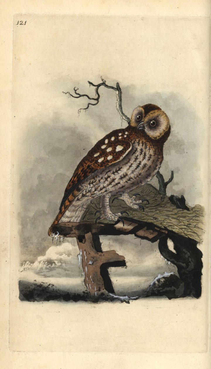 Chouette hulotte, Strix aluco. Gravure à la main en cuivre dessinée et gravée par Edward Donovan de son propre Histoire naturelle des oiseaux britanniques, Londres - Edward Donovan