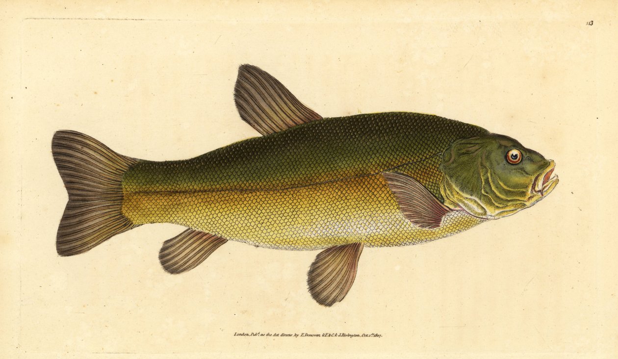 Tanche, Tinca tinca (Cyprinus tinca). Gravure à la main en cuivre dessinée et gravée par Edward Donovan de son Histoire naturelle des poissons britanniques, Donovan et F.C. et J. Rivington, Londres - Edward Donovan