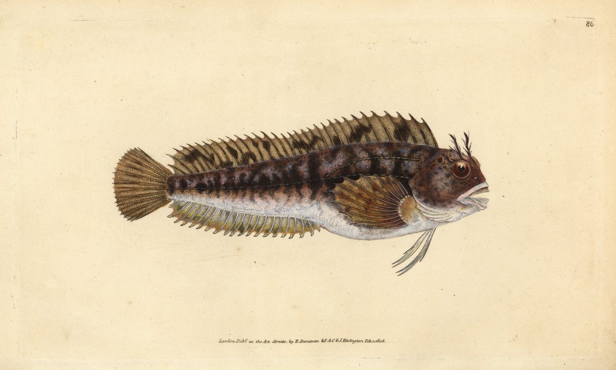 Blennie gattorugine, Parablennius gattorugine. Gravure à la main en cuivre dessinée et gravée par Edward Donovan de son Histoire naturelle des poissons britanniques, Donovan et F.C. et J. Rivington, Londres - Edward Donovan