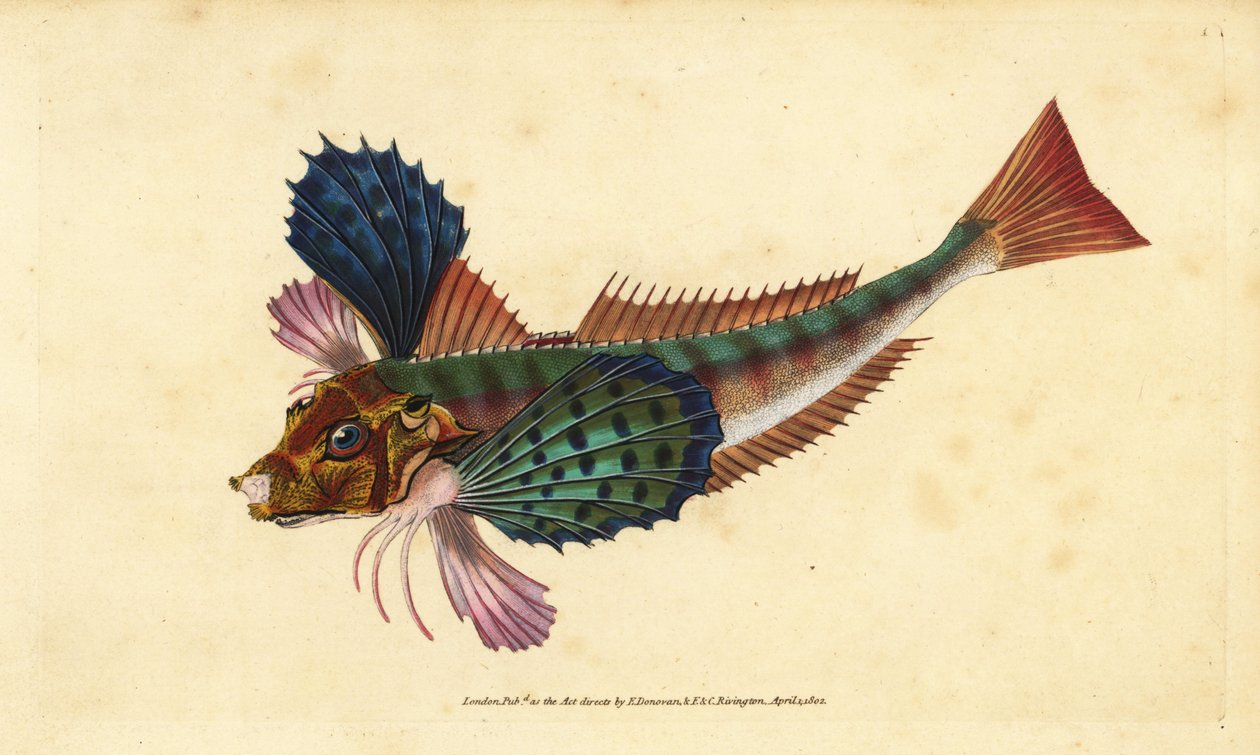 Grondin perlon, Chelidonichthys lucerna (Grondin sappharine, Trigla hirundo). Gravure à la main en cuivre dessinée et gravée par Edward Donovan de son Histoire naturelle des poissons britanniques, Donovan et F.C. et J. Rivington, Londres - Edward Donovan
