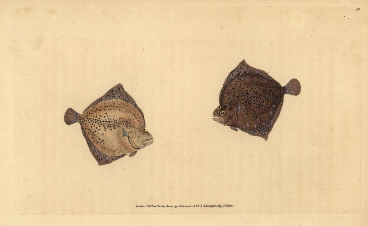 Turbot, Scophthalmus maximus - Edward Donovan