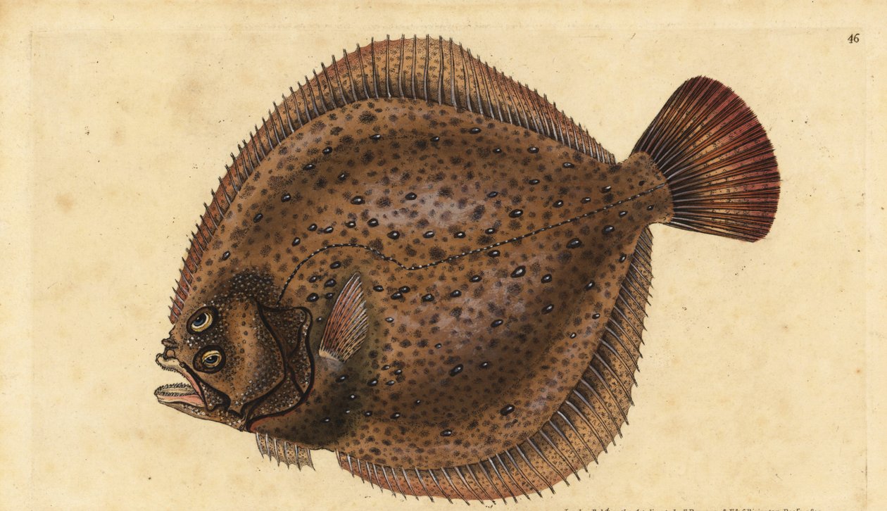 Turbot, Scophthalmus maximus (Pleuronectes maximus). Gravure à la main en cuivre dessinée et gravée par Edward Donovan de son Histoire naturelle des poissons britanniques, Donovan et F.C. et J. Rivington, Londres - Edward Donovan