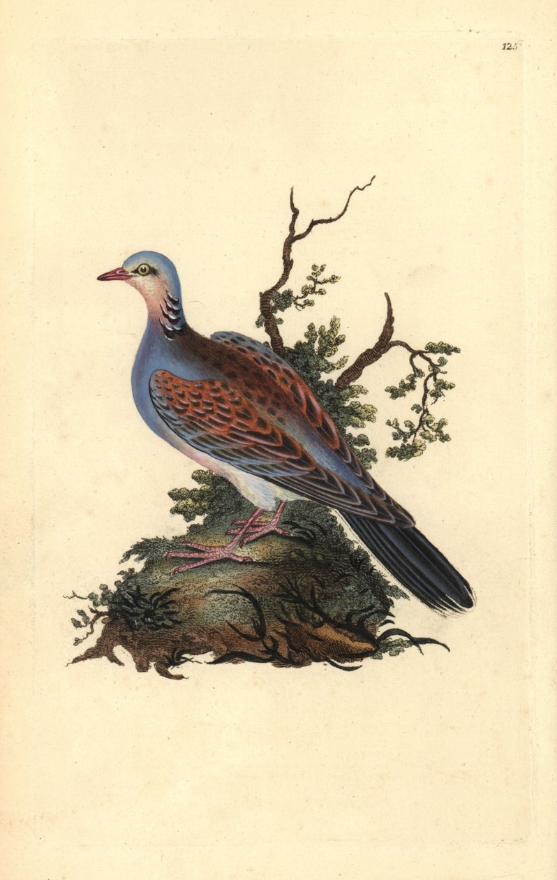 Tourterelle des bois, Streptopelia turtur. Gravure à la main en cuivre dessinée et gravée par Edward Donovan de son propre Histoire naturelle des oiseaux britanniques (1794-1819). Edward Donovan (1768-1837) était un zoologiste amateur anglo-irlandais, écri - Edward Donovan