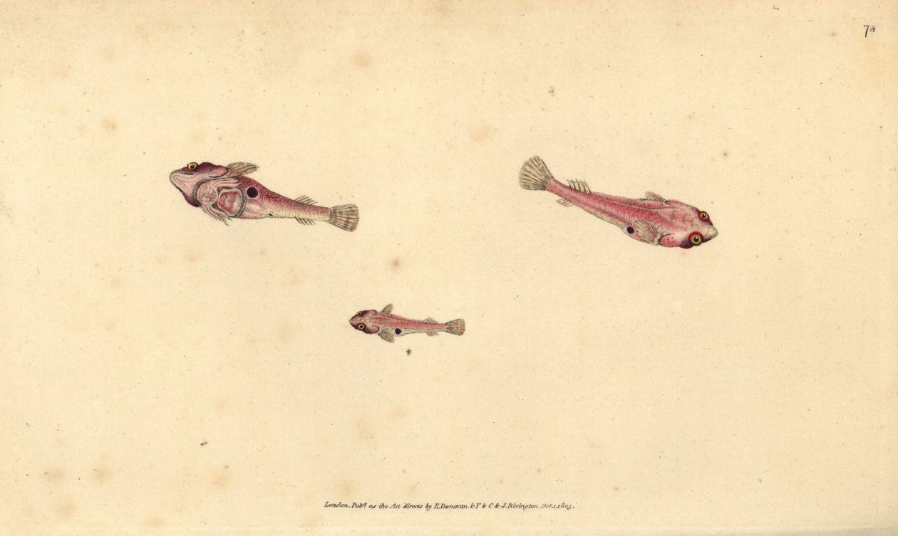 Poisson-ventouse à deux taches, Diplecogaster bimaculata bimaculata. Gravure à la main en cuivre dessinée et gravée par Edward Donovan de son Histoire naturelle des poissons britanniques, Donovan et F.C. et J. Rivington, Londres - Edward Donovan