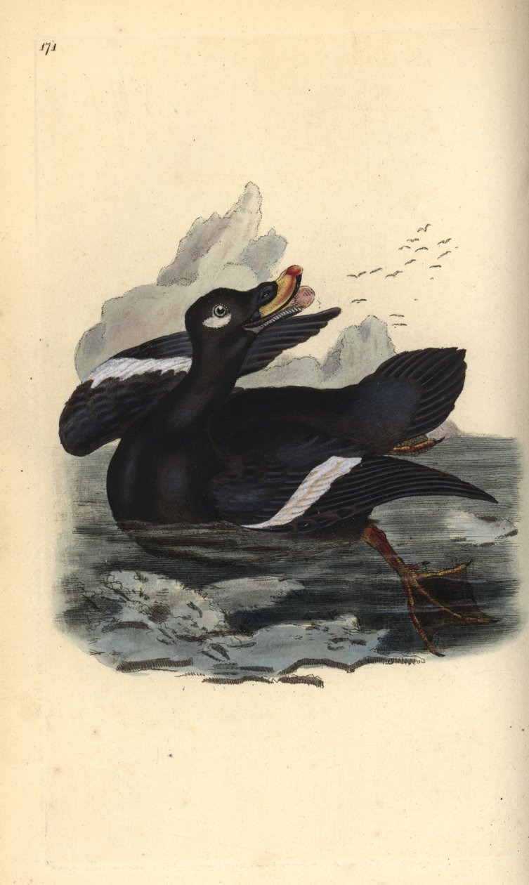 Macreuse brune, Melanitta fusca. Gravure à la main en cuivre dessinée et gravée par Edward Donovan de son propre « Histoire naturelle des oiseaux britanniques », Londres - Edward Donovan