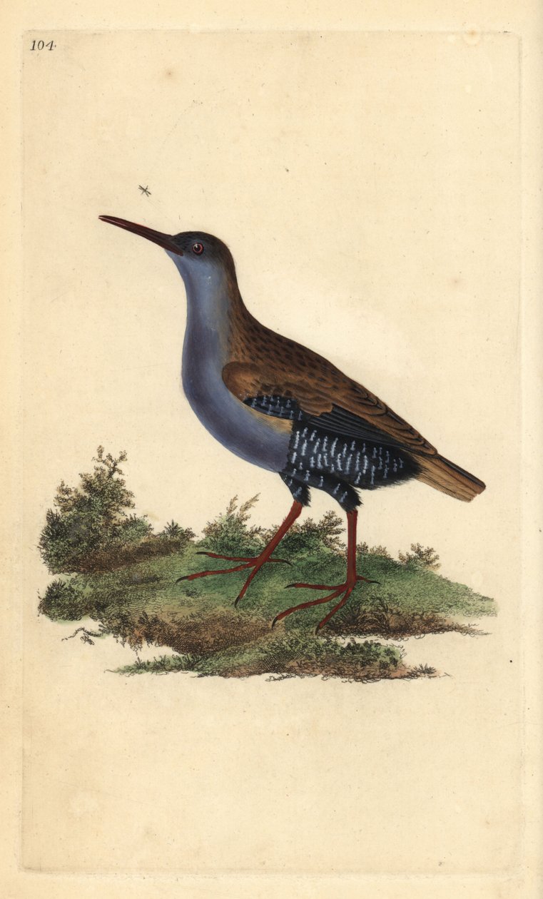 Râle d