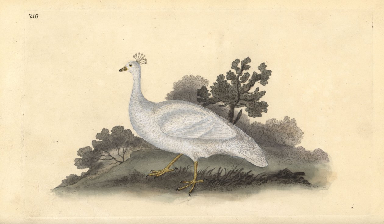 Paon à crête blanche (femelle), Pavo cristatus. Gravure à la main en cuivre dessinée et gravée par Edward Donovan de son propre "Histoire naturelle des oiseaux britanniques," Londres - Edward Donovan
