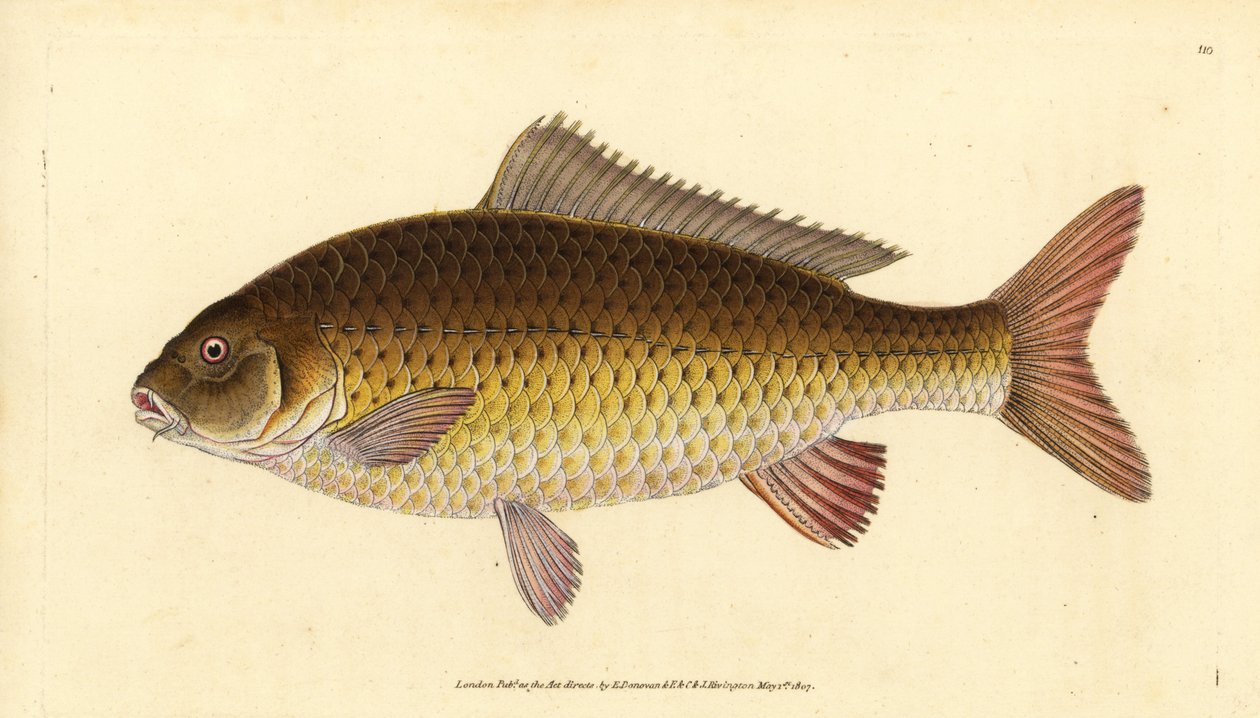 Carpe commune sauvage, Cyprinus carpio - Edward Donovan
