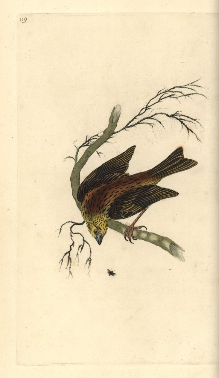 Bruant jaune, Emberiza citrinella - Edward Donovan