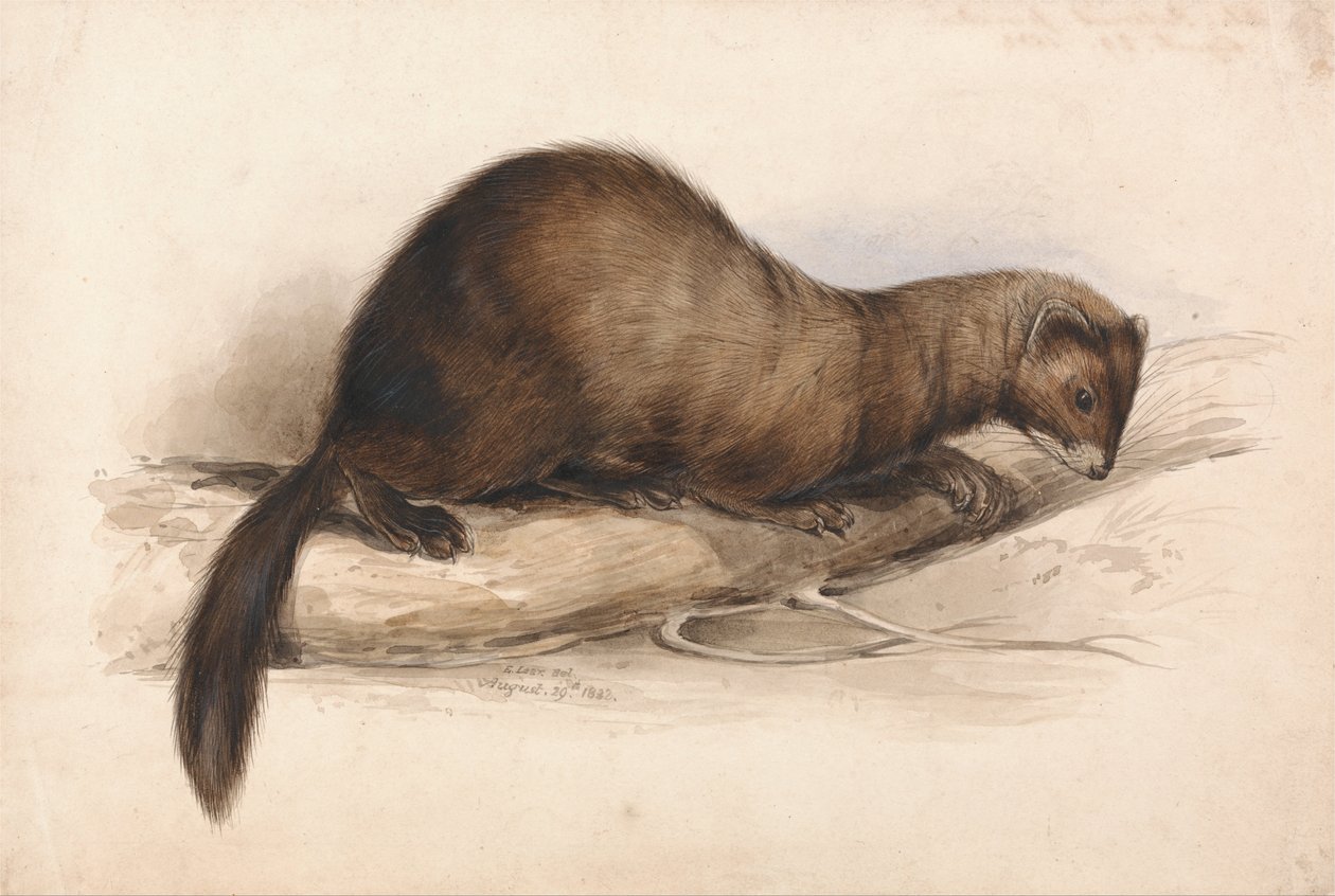 Une fouine - Edward Lear
