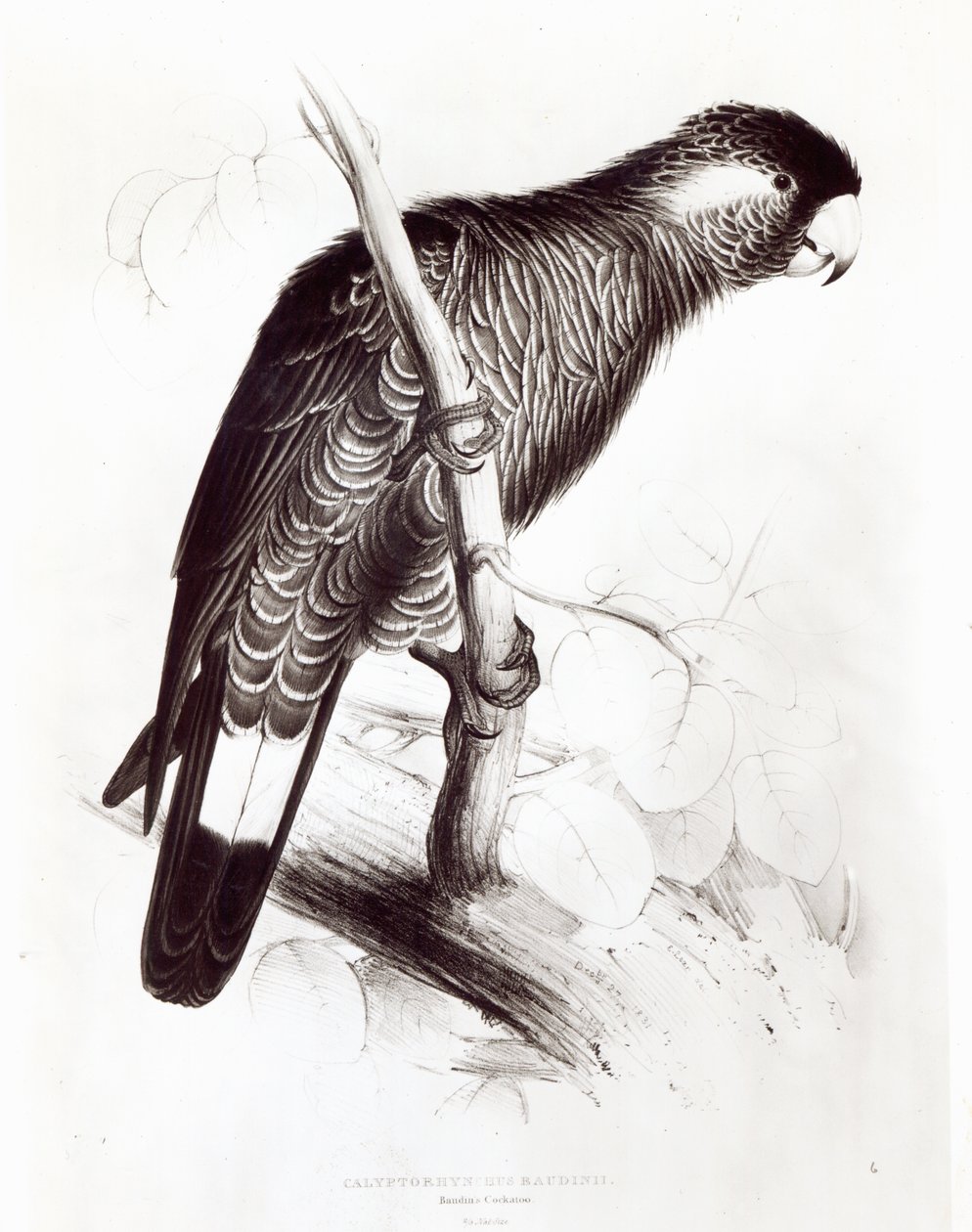 Calyptorhynchus Baudinii, ou Cacatoès de Baudin, 1832 - Edward Lear