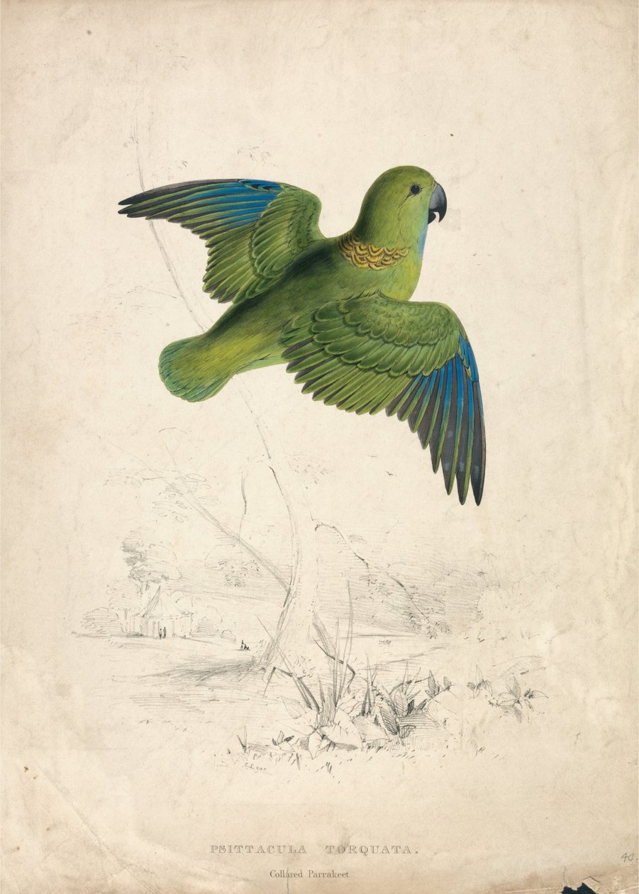 Perruche à collier (planche 40) - Edward Lear