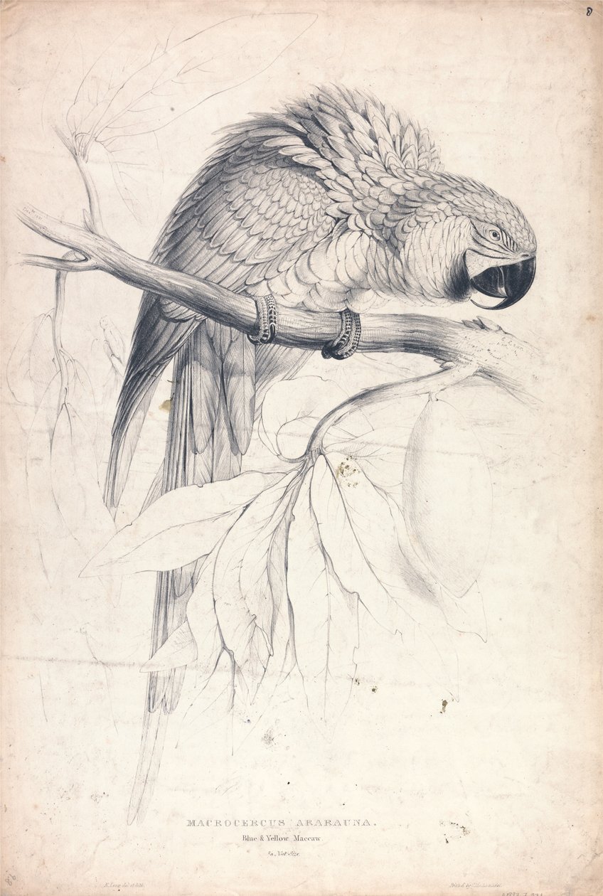 Macrocerus Ararauna / Ara bleu et jaune / 2/3 de la taille réelle (planche 8) - Edward Lear