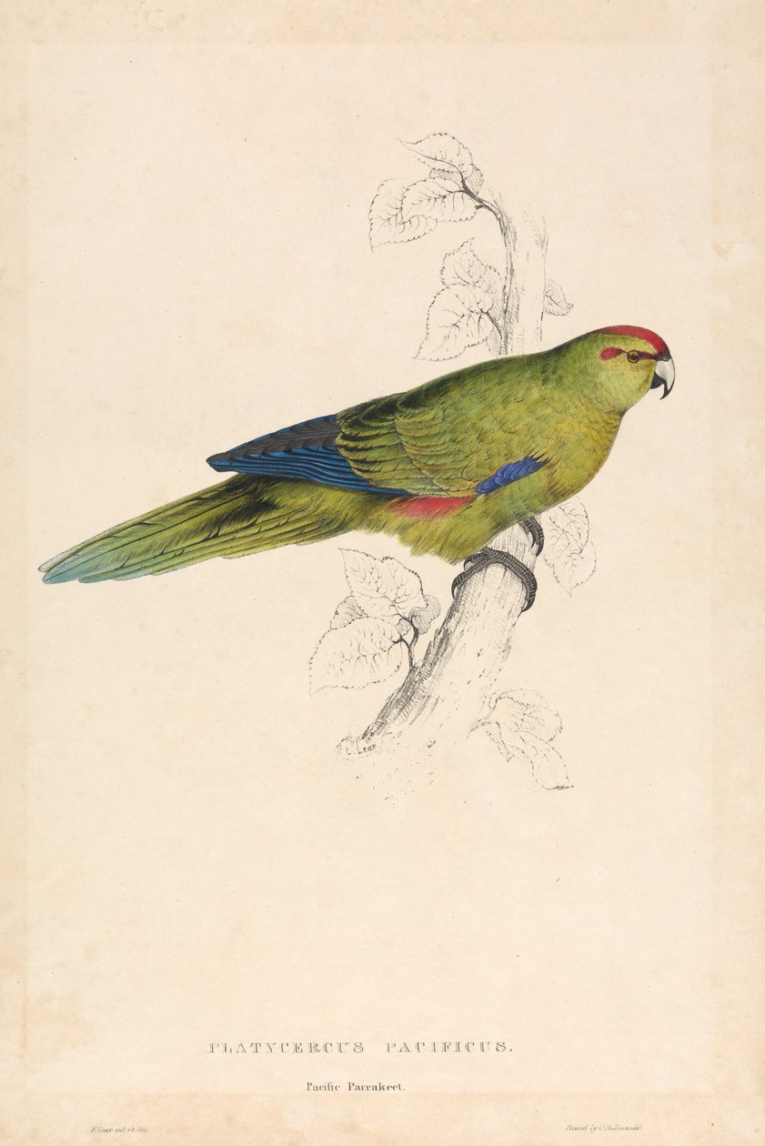 Platycercus pacificus / Perruche du Pacifique (Planche 26) - Edward Lear