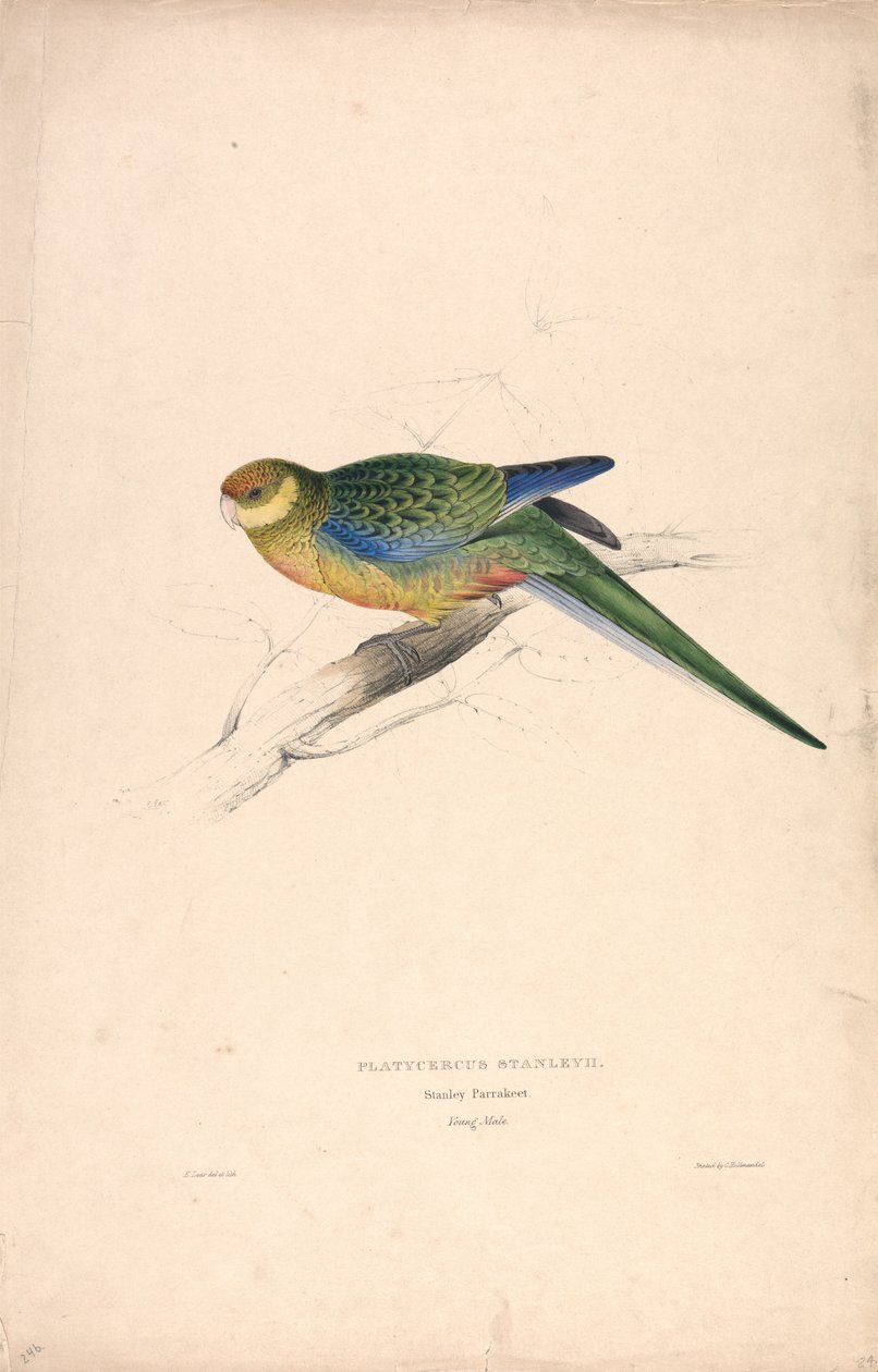 Platycercus Stanley II / Perruche de Stanley (jeune mâle) (Planche 24) - Edward Lear
