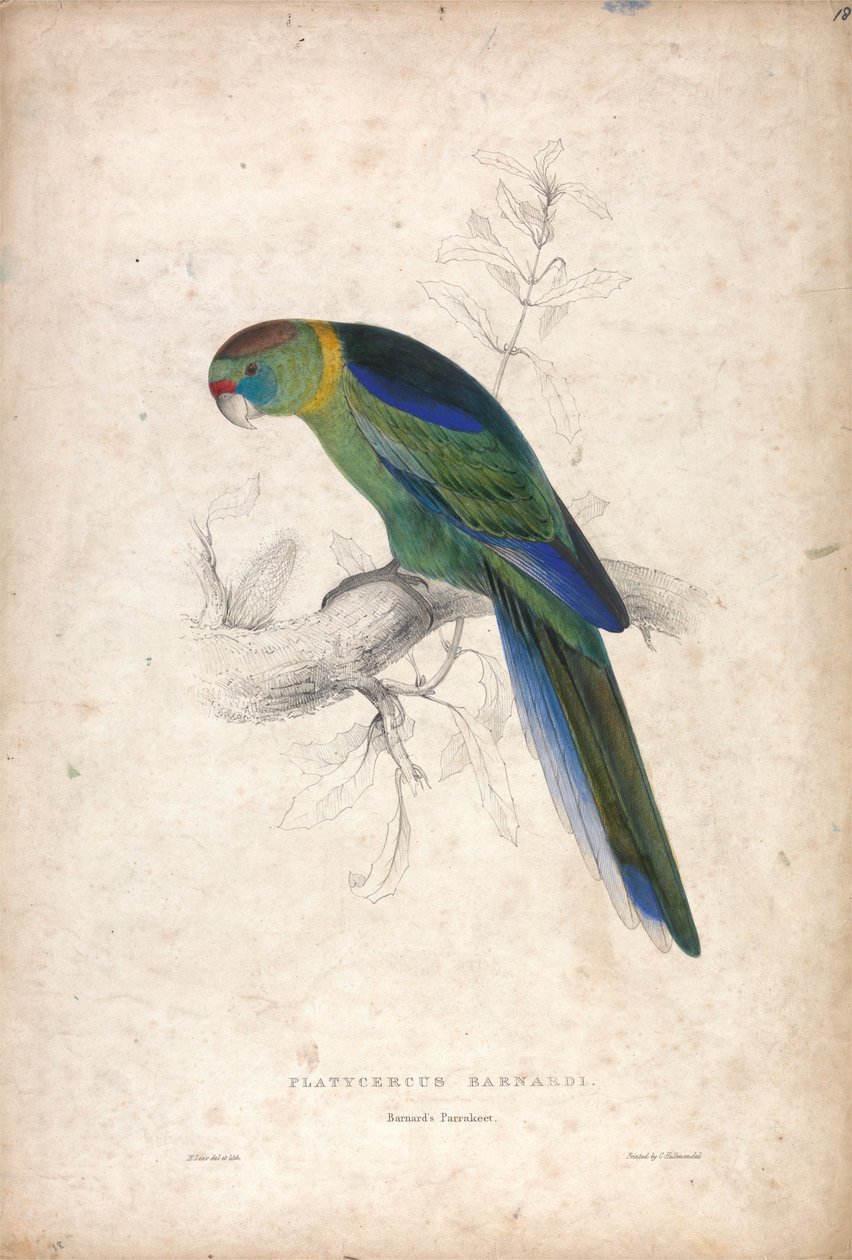 Platycerus Barnardi / Perruche de Barnard (Planche 18) - Edward Lear