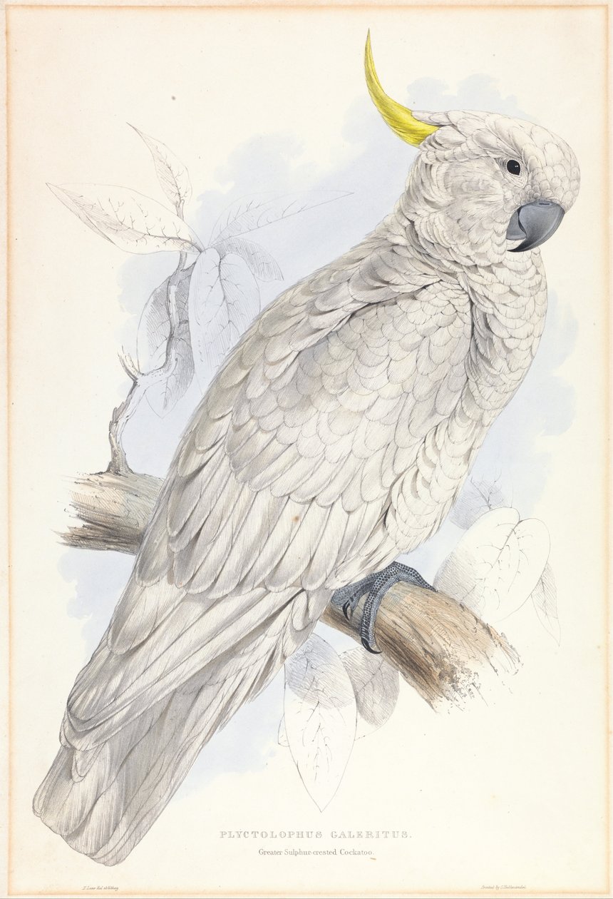 Plyctolophus Galeritus. Cacatoès à huppe soufrée. - Edward Lear