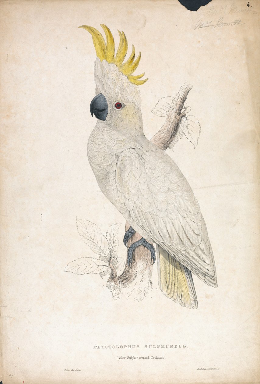 Plyctophus sulphureus / Cacatoès à crête jaune (Planche 4) - Edward Lear
